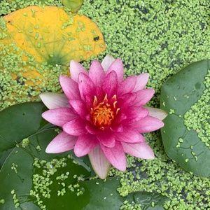 Meet your Posher, Renee